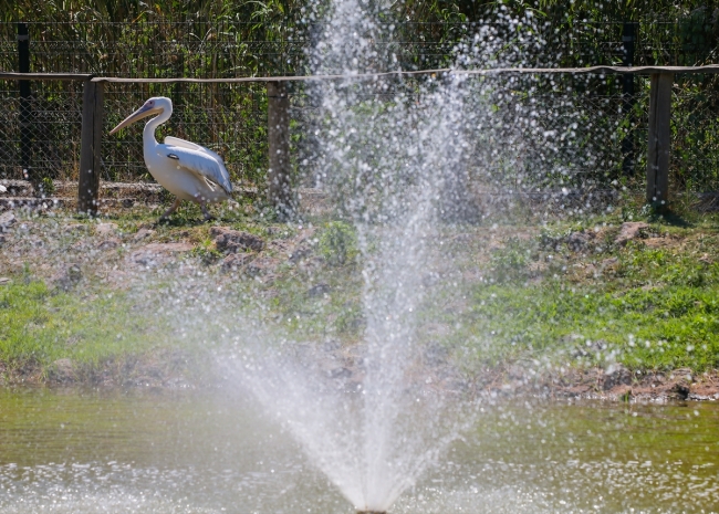 İzmir Doğal Yaşam Parkı’ndaki hayvanlara ‘yaz’ menüsü